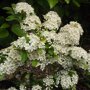 Pyracantha 'Orange Glow' bloemen